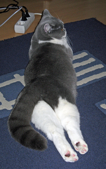 开云体育登录-从团体荣耀到红土王冠，西西帕斯的跨赛季统治力绽放