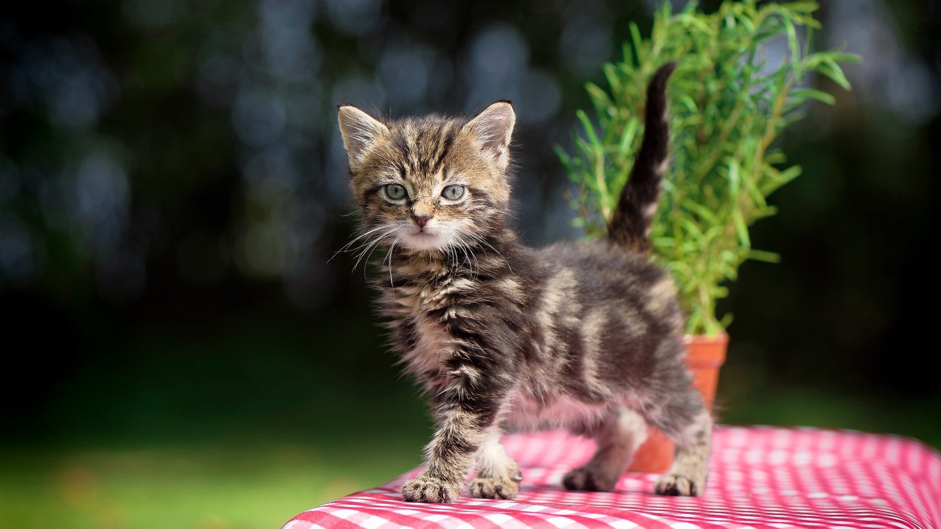 开云体育官网-莫兰特狂飙统治全场，浙江队轻取辽宁队迎赛季关键胜利