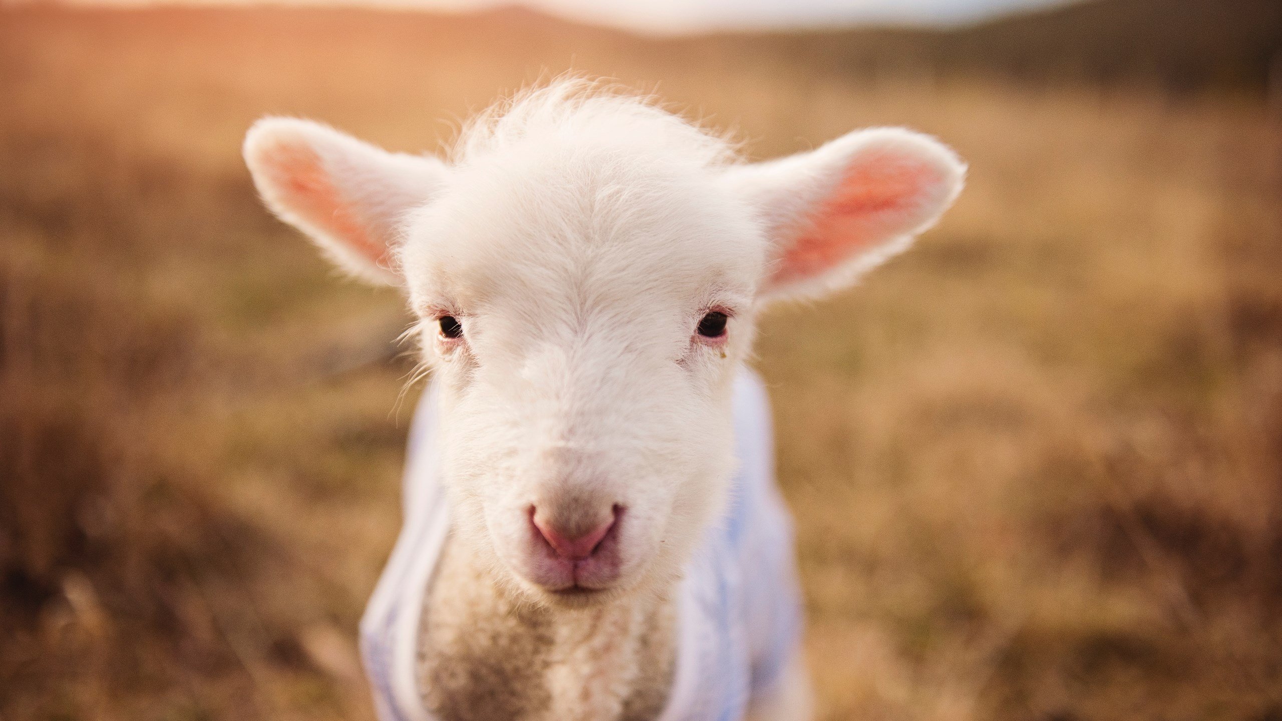 开云体育登录-破碎重压与一个少年的脊梁，当瑞典钢铁碾过阿根廷幻梦