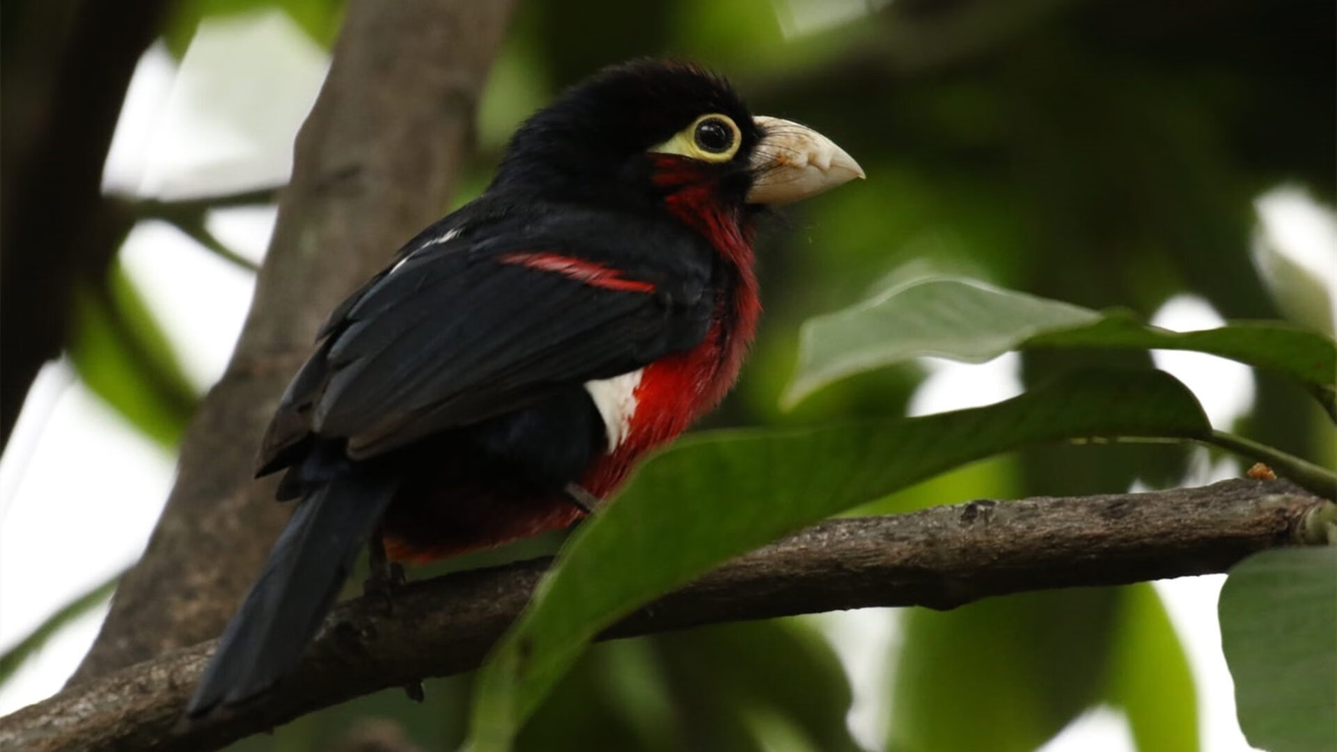 开云sport-唯一性的诠释，威廉姆斯险胜法拉利，勒克莱尔惊艳四座