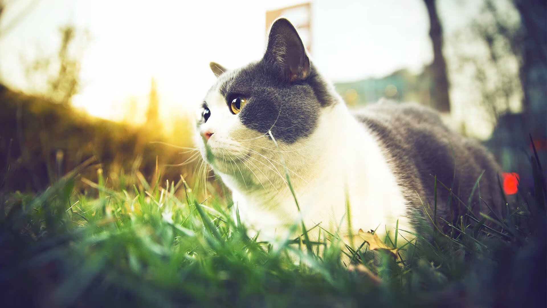 广厦铁军大破北境龙城，莫兰特稳如磐石诠释核心价值