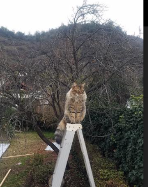 北欧手术刀割裂搏杀场，厄德高一击定乾坤，乌克兰血拼中气走土耳其