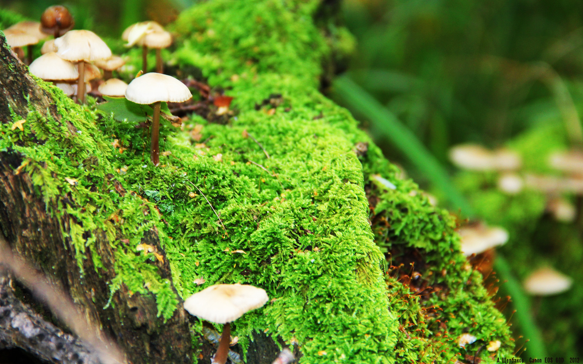 开云体育官网-从都柏林到开普敦的逆袭，当翡翠绿以最稳健的方式，让跳羚沉默