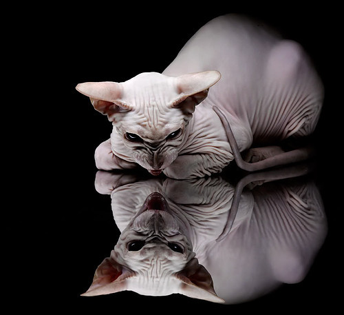 绿茵上的平行传奇，当凯恩的火焰熔解冰岛的记忆