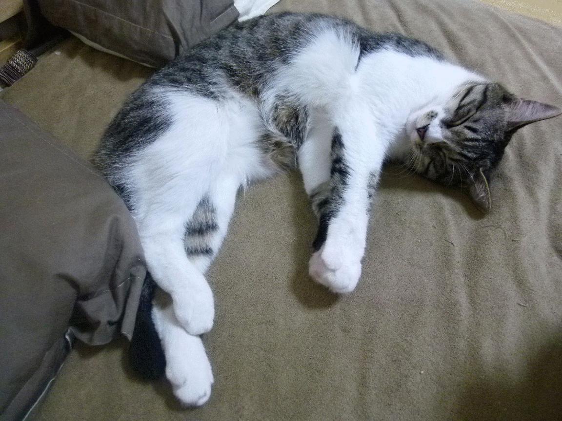 当昔日王者在意甲黄昏中苏醒，本泽马的统治与勒沃库森的崛起宣言