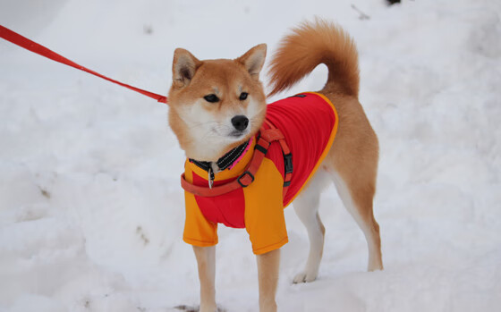 从边后卫到中场大脑，阿拉巴的灵光一闪，如何让摩纳哥成为逆转历史的唯一