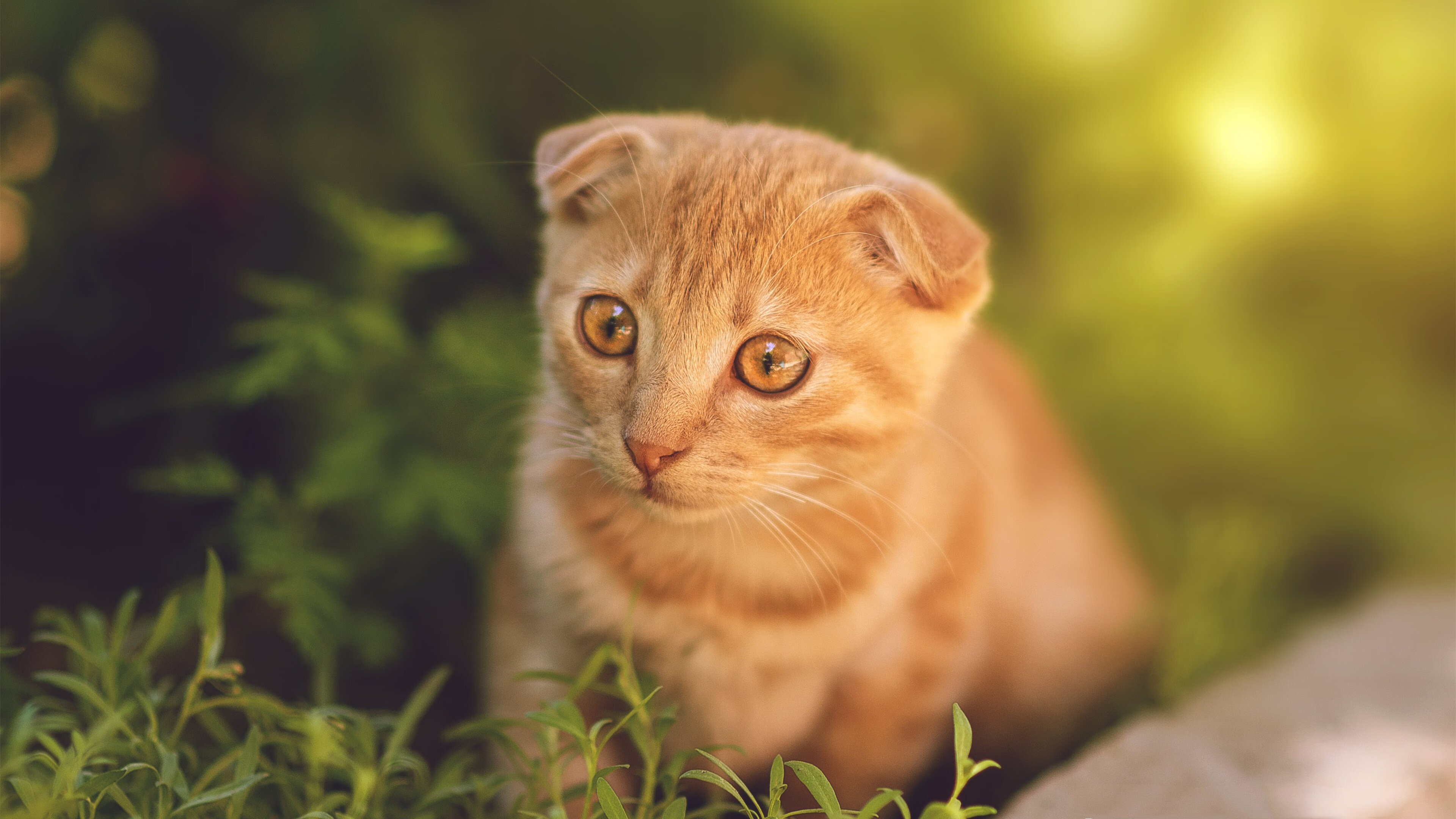开云体育中国-逆转夜，奥利维耶的救赎，从地狱到天堂的89分钟