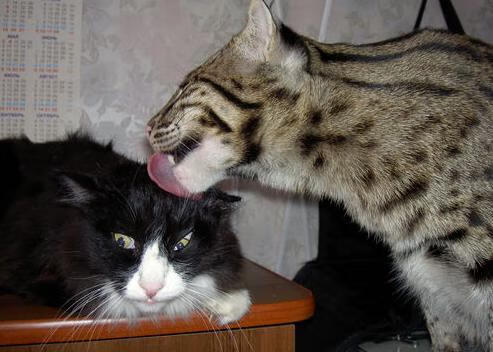 第七十二分钟,他定义了2026,拉梅洛的彩虹弧线如何坠碎高墙