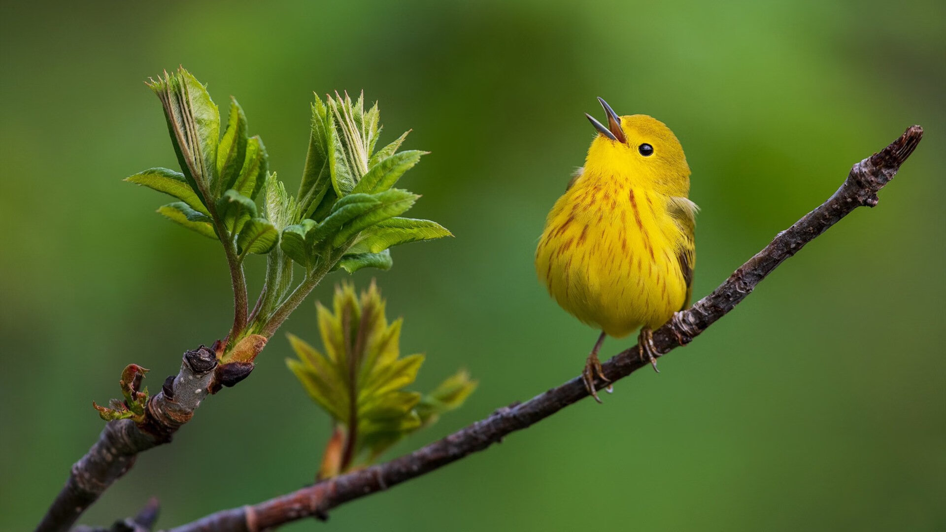 足球的量子纠缠，迪马利亚爆发与勒沃库森封锁红牛的战术映射
