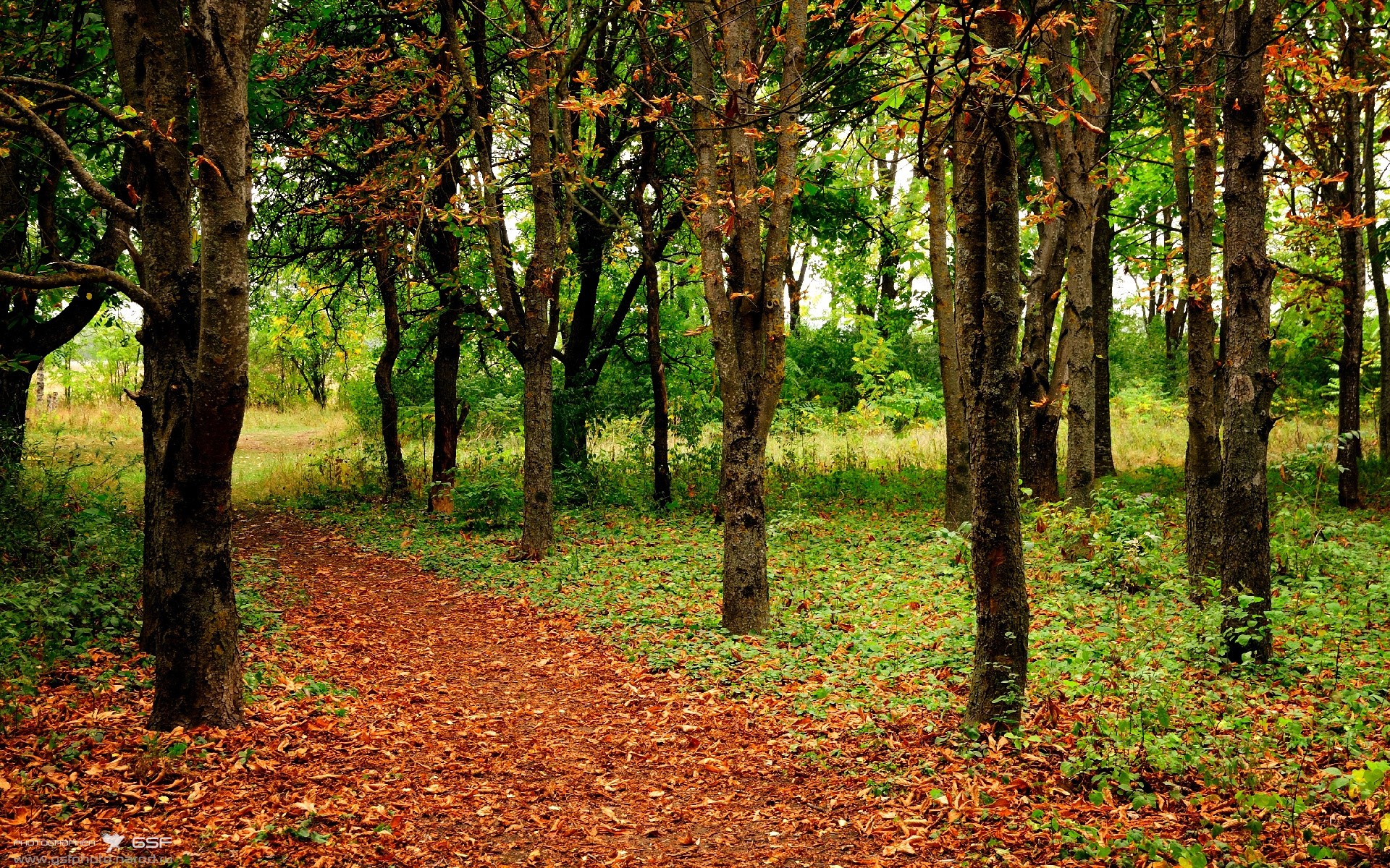 开云体育平台APP-当美洲豹遇见黑星，费德里科·基耶萨的史诗之证