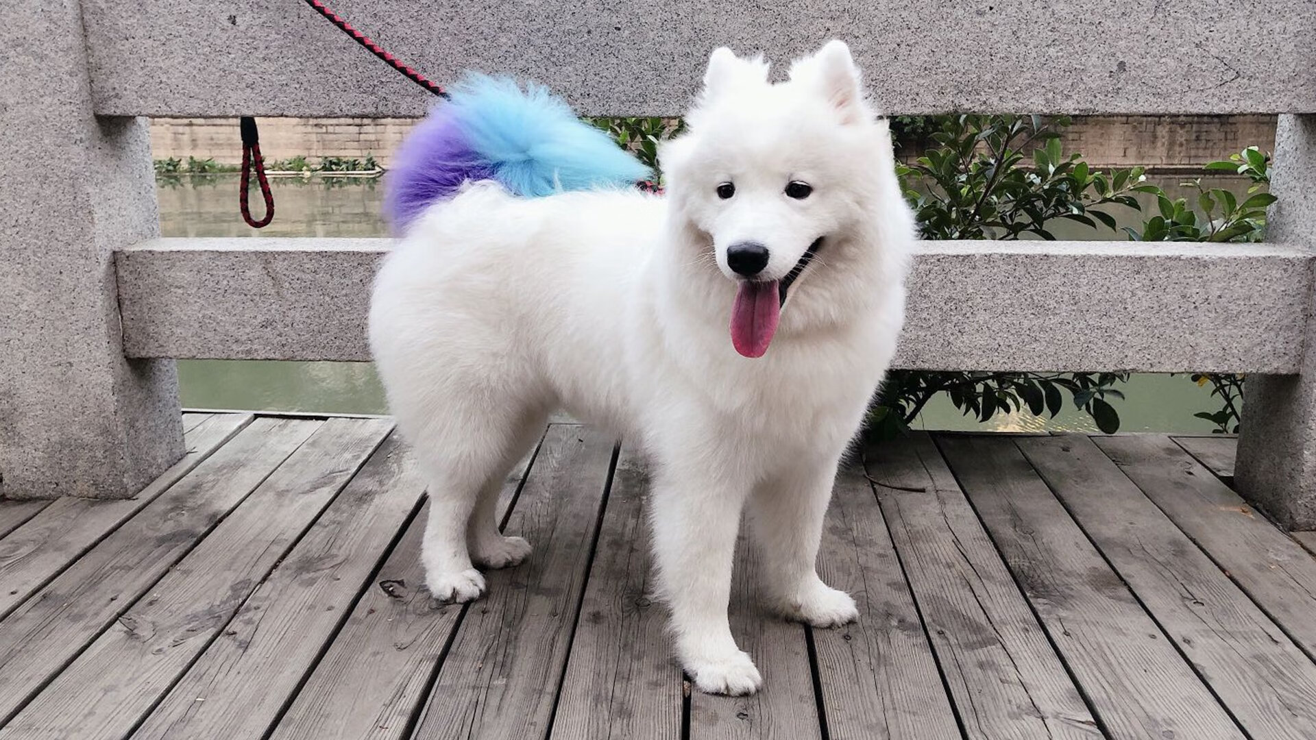 开云体育APP下载-风暴之眼，意甲黄蜂与公牛的巅峰对决