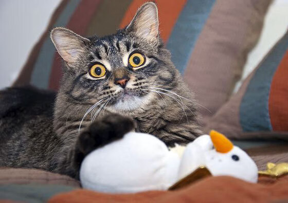 开云体育登录-当NBA季后赛的悬念，遇上足球场上的北欧风暴