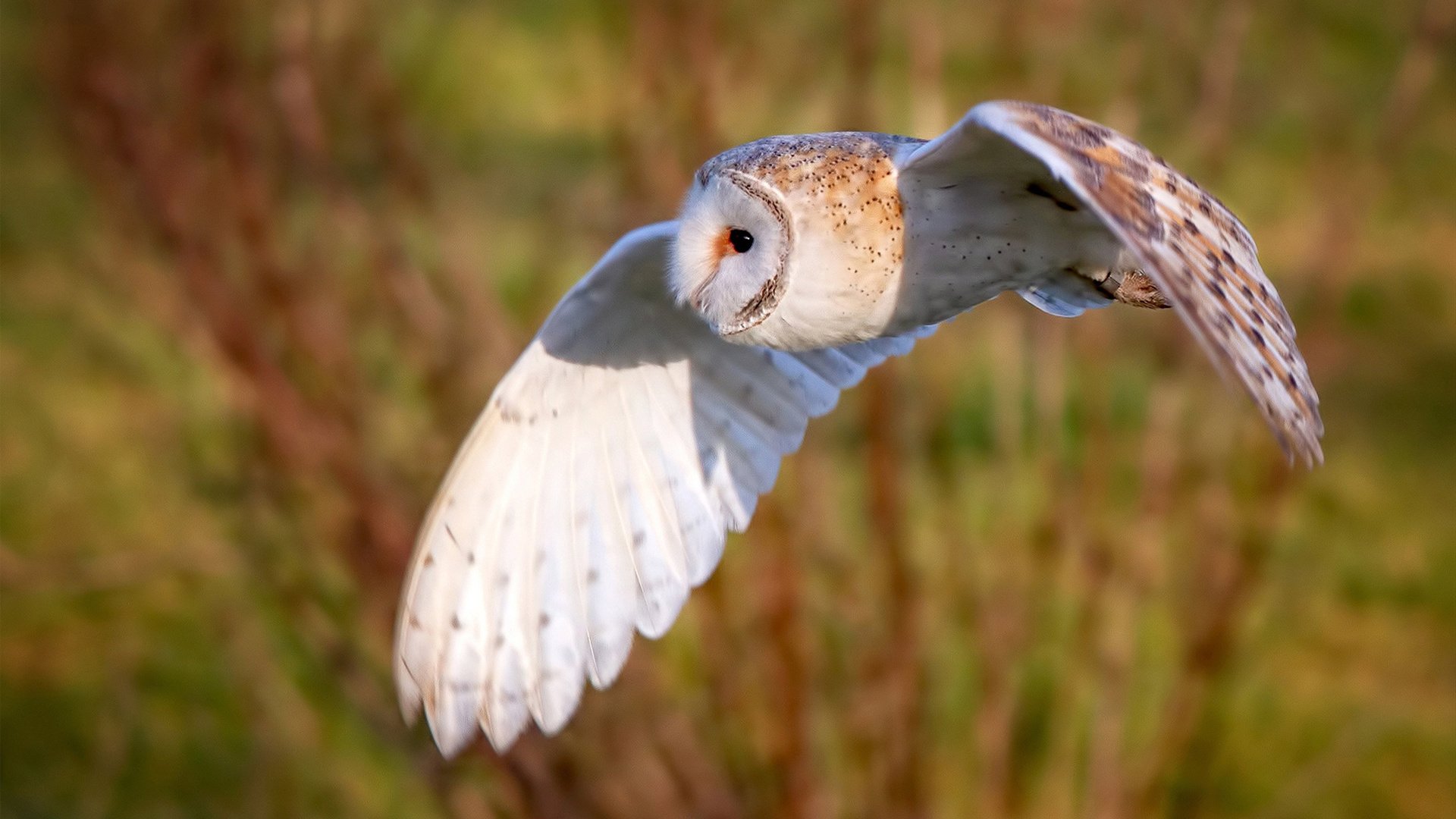 开云体育-替补席杀出的风火轮，莱奥12分钟导演喀麦隆绝地逆转