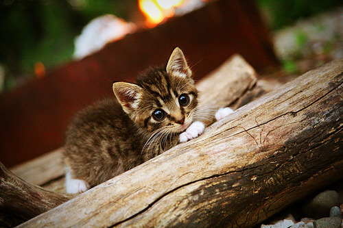 马刺的冰与火之歌，班凯罗如何在绿军铁壁上刻下未来之王的印记