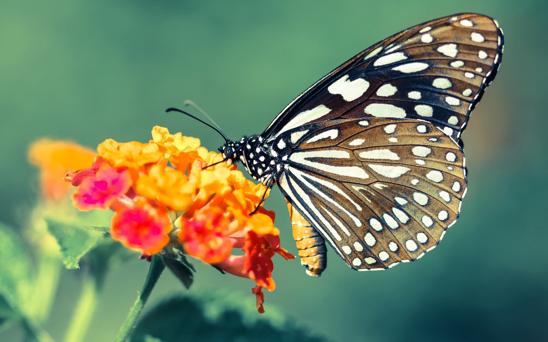 北境之光与绝境之王，新疆奇迹与德罗赞抢七神话的共鸣