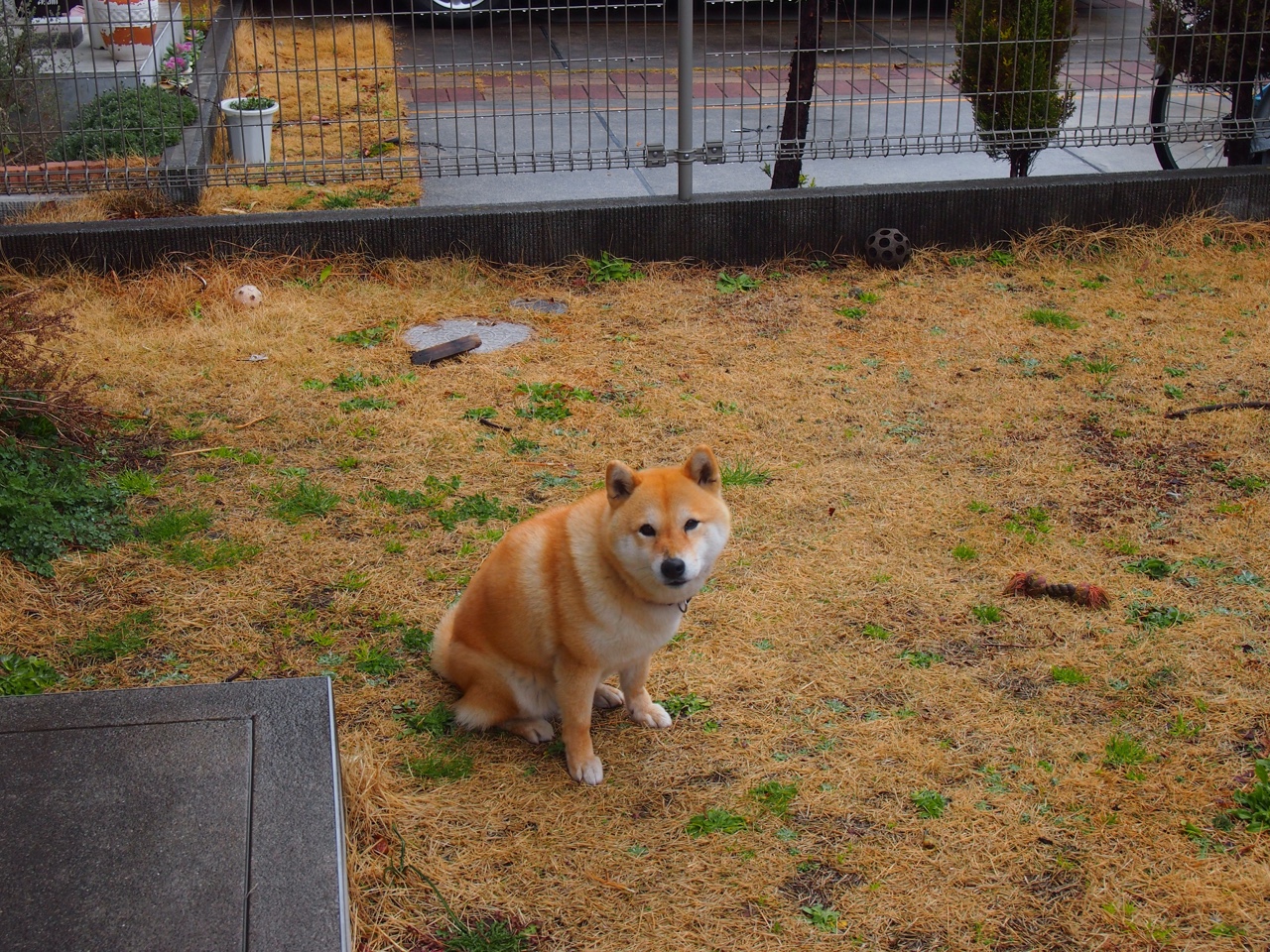 防守固若金汤，奥利维耶一剑封喉，那不勒斯锁死新西兰的关键之战