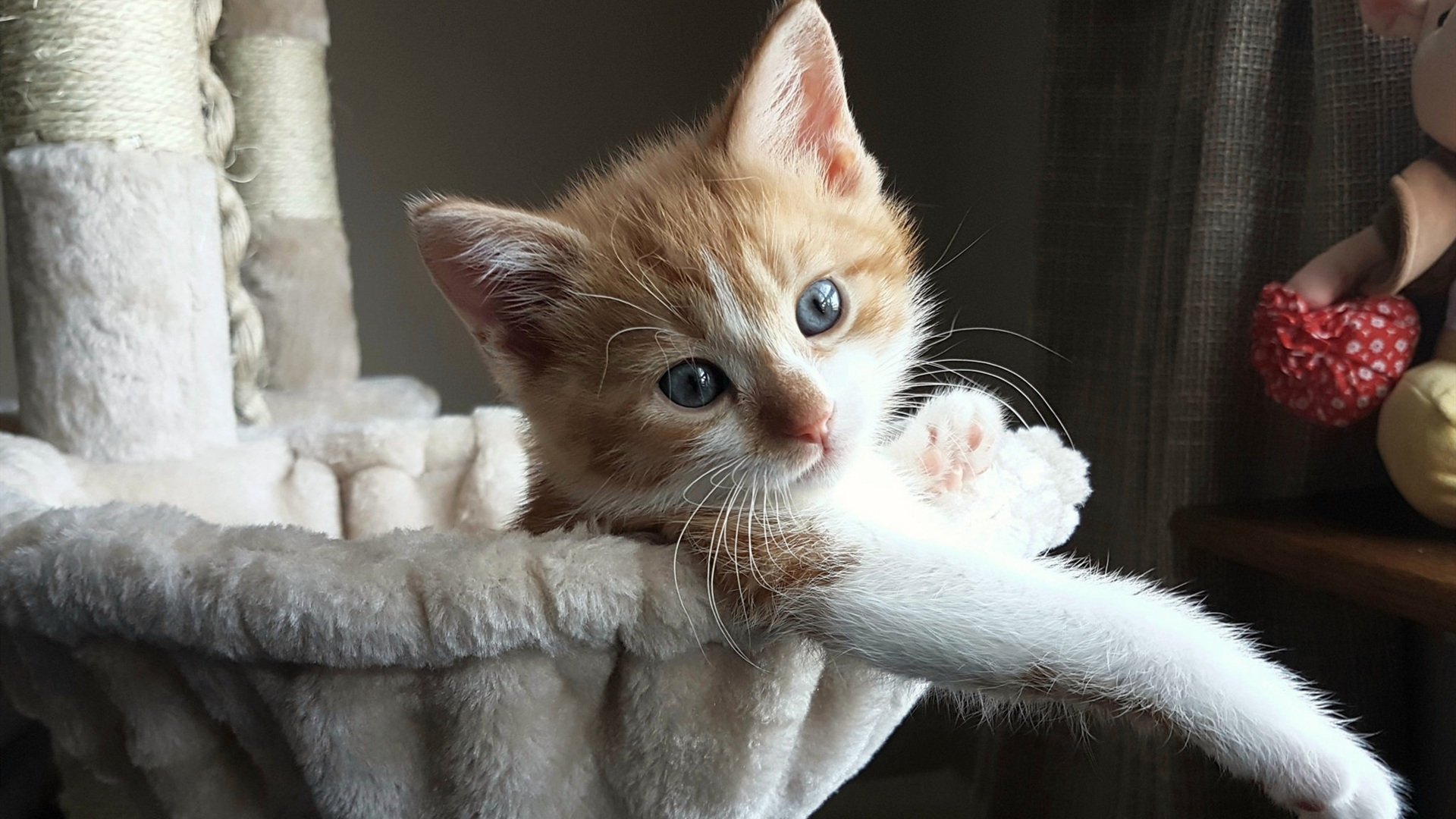 开云体育在线-彩虹之国冲刷雄狮，巴黎的激光指向未来