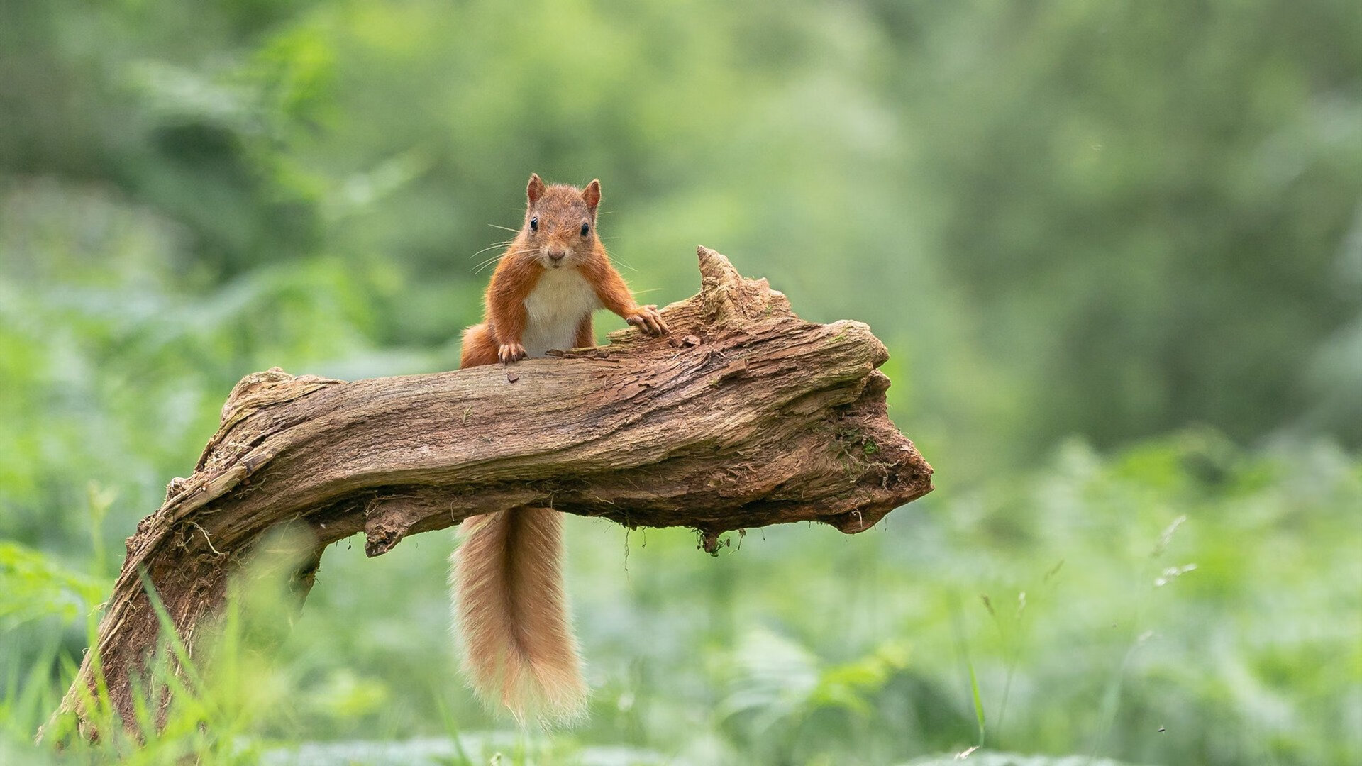 开云sport-足球世界的双重震撼，伊拉克踏平尼日利亚，梅西接管欧冠淘汰赛