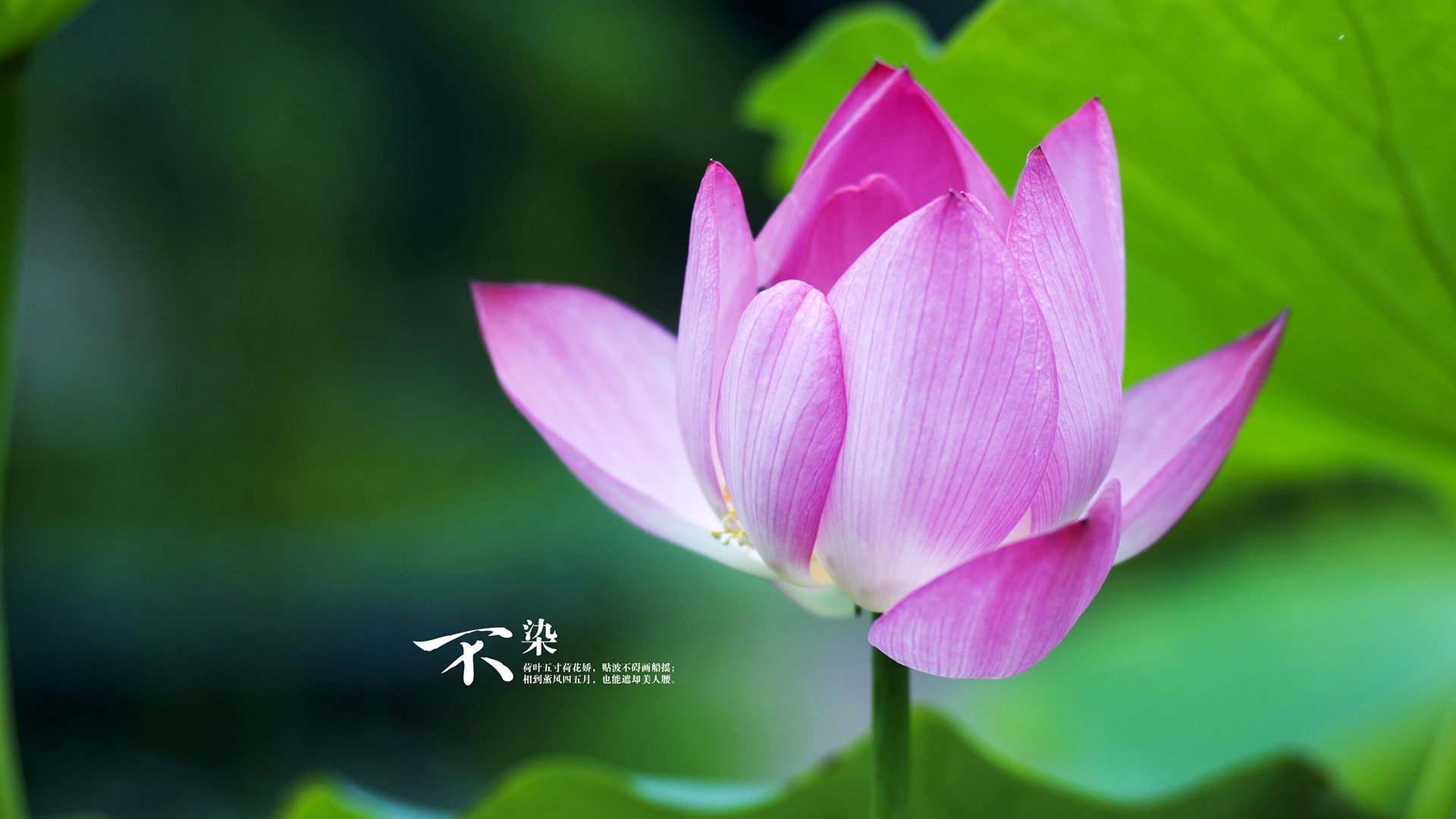 当国王遇上帝王，布伦森在洛杉矶的加冕之夜