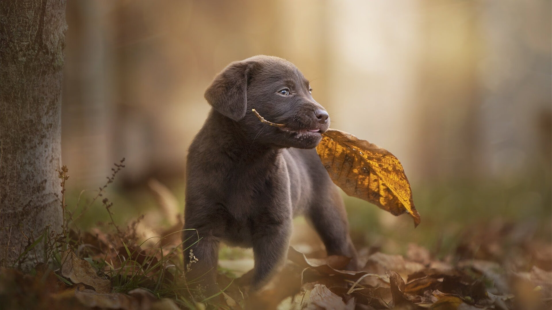 脚下技艺与铁壁的较量—马丁内利点燃星火，南非足球用技术击碎澳大利亚力量神话