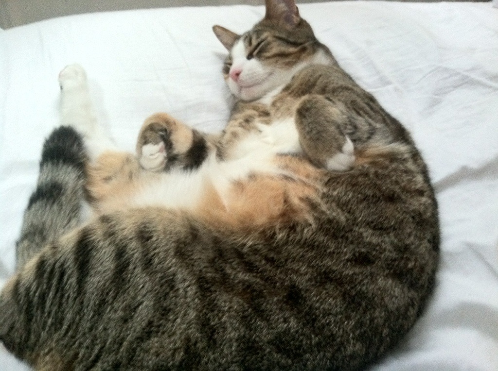 铁卫封神！金玟哉加时独闯龙潭，埃及绝境逆袭那不勒斯